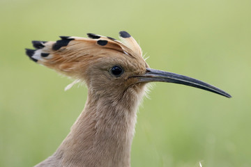 Hoopoe, Upupa epops © Erni