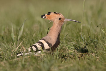 Hoopoe, Upupa epops
