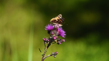 Butterfly on pink violet thistle