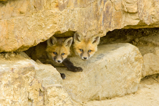 USA, Colorado, Breckenridge. Curious red fox kits peer out from rock haven. Fred Lord