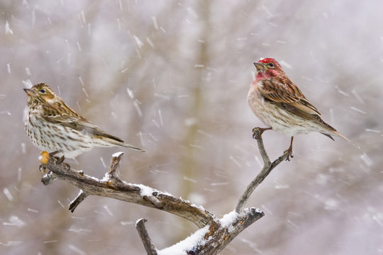 USA, Colorado, Frisco. Female and male Cassin's finches in a blizzard. Fred J. Lord