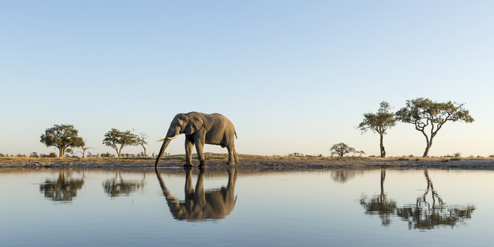 Fototapeta Africa, Botswana, Chobe National Park, African Elephant (Loxodonta Africana) stands at edge of water hole in Savuti Marsh