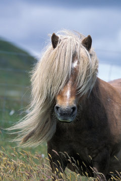 UK, Scotland, Shetland Islands, Shetland pony stallion, the mane in face. Captive, domestic pony.