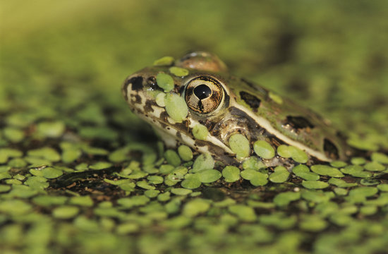 Rio Grande Leopard Frog, Rana berlandieri, adult in duckweed camouflaged, Lake Corpus Christi, Texas, USA, May