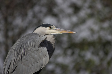 Grey Heron (Ardea cinerea)