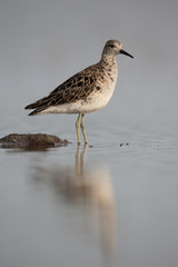 Ruff, Philomachus pugnax