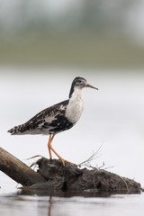 Ruff, Philomachus pugnax