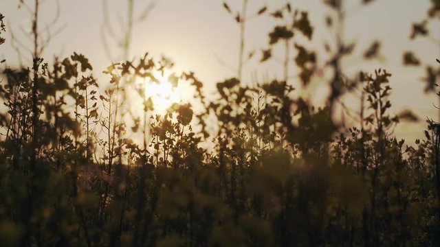 Canola, rapeseed, colza flowers during a sunny evening stock footage