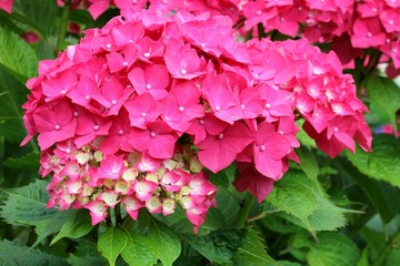 Hydrangea - Hortensia