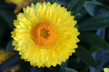 Gelbe Gartenstrohblume, Xerochrysum bracteatum