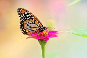 Colorful butterflies