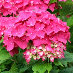 Hydrangea - Hortensia