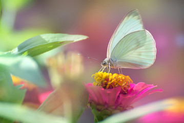 Colorful butterflies