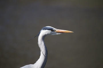 Grey Heron (Ardea cinerea)