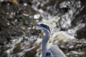 Grey Heron (Ardea cinerea)