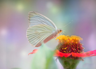 Colorful butterflies