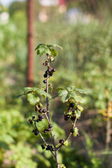 Ripe red berries on a branch in the country