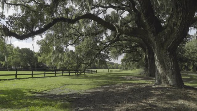 Old Plantation in Charleston, South Carolina