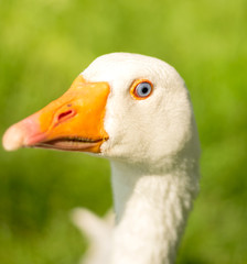 Closeup goose portrait