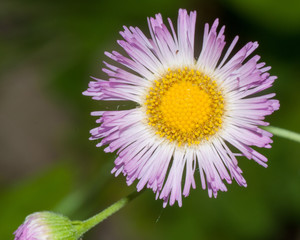 Fototapeta premium Philadelphia Fleabane (Erigeron philadelphicus)