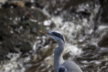 Grey Heron (Ardea cinerea)