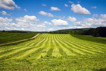 freshly cut hay field