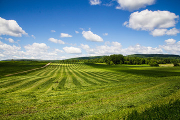 freshly cut hay field