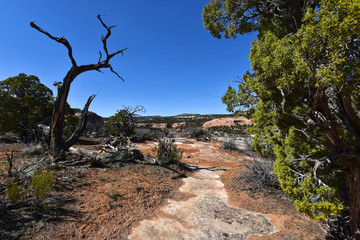 Colorado National Monument - Upper Ute Canyon