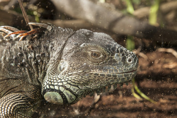 Adult big iguana