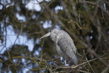 Grey Heron (Ardea cinerea)
