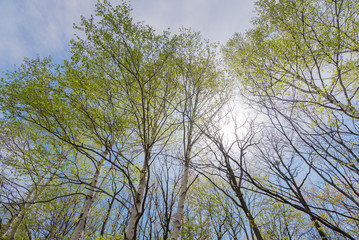 White birch new leaf