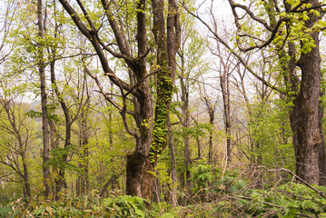 Fototapeta premium Tree covered with ivy