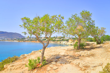 Fototapeta na wymiar Pine trees on the shore of the sea.
