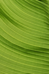 Closeup of green leaf veins.