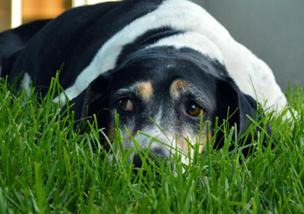 Sad hound dog looking away in grass