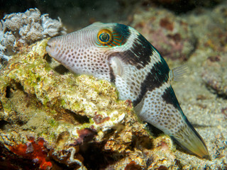 Fototapeta na wymiar blowfish under the sea