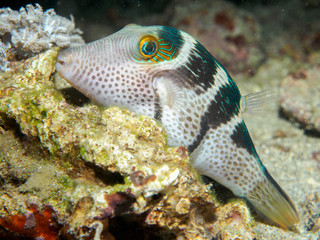 blowfish under the sea