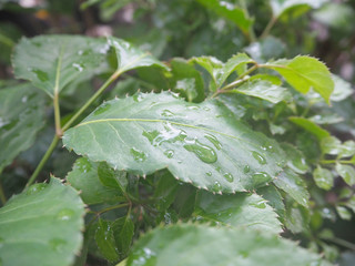 Rain drop on the leaves, selective focus