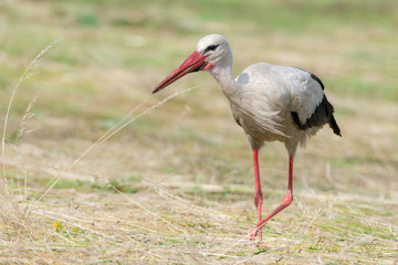 Storch Weißstorch (Ciconia ciconia) auf Nahrungssuche auf einer Wiese