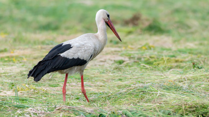 Storch Weißstorch (Ciconia ciconia) auf Nahrungssuche auf einer Wiese