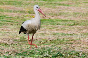 Storch Weißstorch (Ciconia ciconia) auf Nahrungssuche auf einer Wiese