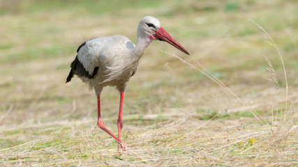 Storch Weißstorch (Ciconia ciconia) auf Nahrungssuche auf einer Wiese