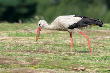 Storch Weißstorch (Ciconia ciconia) mit einem erbeuteten großen Grashüpfer Heupferd im Schnabel