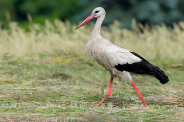 Storch Weißstorch (Ciconia ciconia) auf Nahrungssuche auf einer Wiese