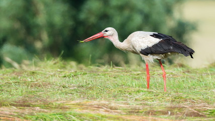 Storch Weißstorch (Ciconia ciconia) mit einem erbeuteten großen Grashüpfer Heupferd im Schnabel