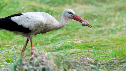 Storch Weißstorch (Ciconia ciconia) mit einer Maus im Schnabel