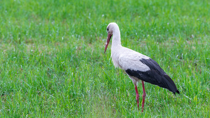 Storch Weißstorch (Ciconia ciconia) auf Nahrungssuche auf einer Wiese