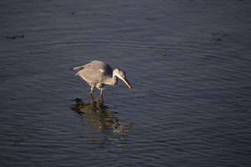 Grey Heron (Ardea cinerea)