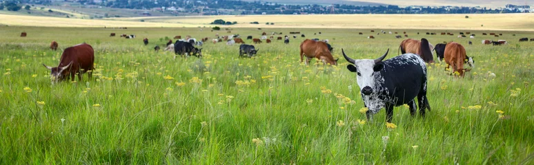 Zelfklevend Fotobehang Koe Kudde grazende runderen. Gemengde koeien grazen in de zomer in een veld dicht bij menselijke nederzetting