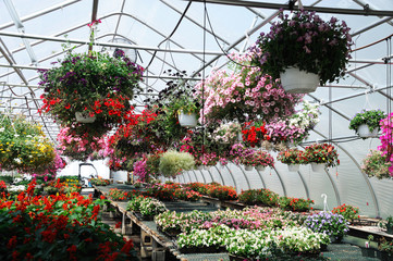 blooming flowers inside the green house © nd700